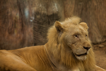 Portrait of a white lion from the zoo