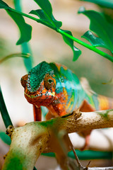 Adult male Chameleon on a branch. Close-up, photographed against the background of the jungle. Color changer reptile animal chamaeleo