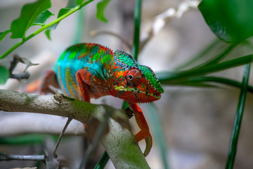 Adult male Chameleon on a branch. Close-up, photographed against the background of the jungle. Color changer reptile animal chamaeleo