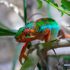 Adult male Chameleon on a branch. Close-up, photographed against the background of the jungle. Color changer reptile animal chamaeleo