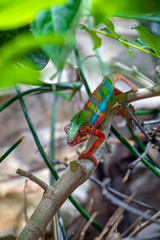 Adult male Chameleon on a branch. Close-up, photographed against the background of the jungle. Color changer reptile animal chamaeleo