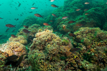 Cushion coral reef on Mljet island, Croatia