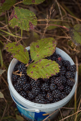 Bucket with freshly picked wild blackberries. Organic, healthy nutrition, food