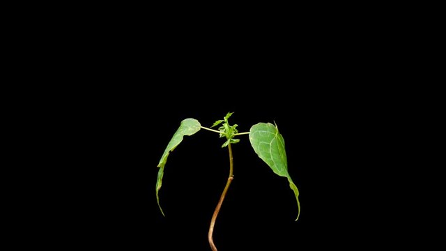 Tiny shoot of Maple tree try to grow up but die quickly without water, time lapse shot. Small leaves rise up, then fall down and shrink small. Little plant death process, timelapse isolated on black