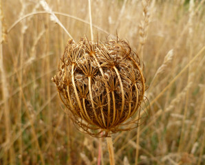 Seed head of Queen Anne's lace (Daucus carota, wild carrot).  Fruit cluster of a Wild Carrot with...