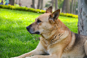 Naklejka na ściany i meble German Shepherd dog on the forest. Dog sitting on the grass.