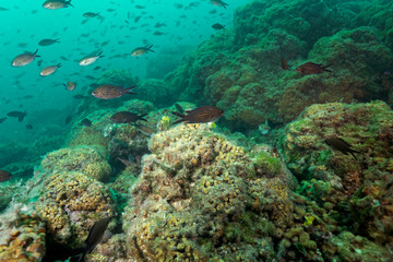 Fototapeta na wymiar Cushion coral reef on Mljet island, Croatia