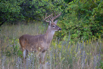A wild White-tailed deer buck on an early morning with velvet antlers in summer in Canada