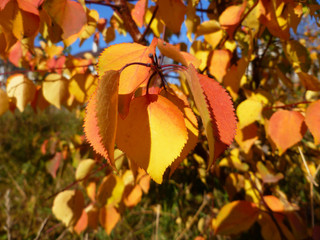 Honey yellow autumn foliage of apricot tree. Apricot tree branch with autumn bright orange yellow gold leaves . Autumn leaves, bright saturated colors, close up, selective focus.