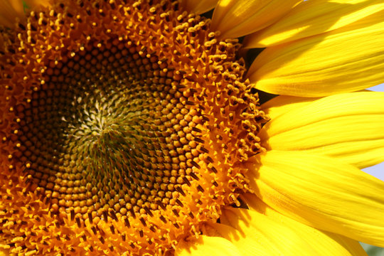 Close up of the center of a sunflower
