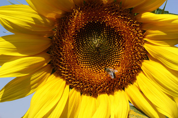 Honeybee collecting pollen from a sunflower.