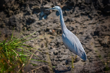 White-faced Heron