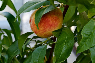 Peach tree branch or Prunus persica with single ripe fruits, recommended as background, Zavet, Bulgaria