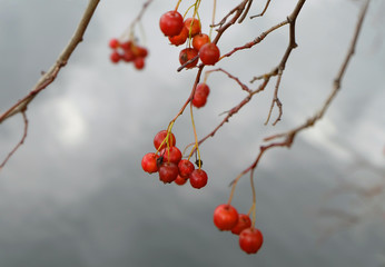 Branches of hawthorn with berries sloping over the surface of the water in the fall.