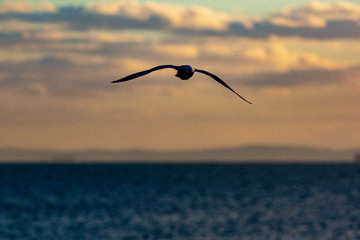 seagull in flight