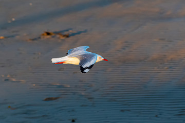 seagull in flight