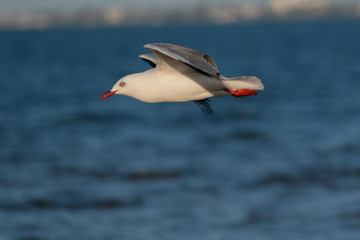 seagull in flight