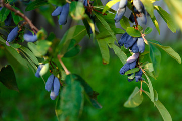berry honeysuckle growing on a branch in the garden
