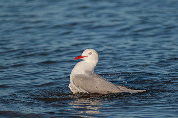 seagull on water