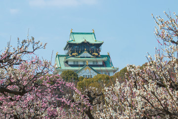 Fototapeta premium 大阪城 梅