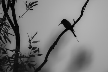 silhouette of a rainbow bee-eater in a tree