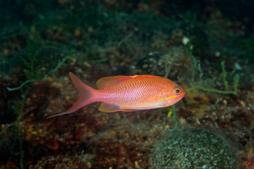 Obraz premium Swallowtail seaperch from Mljet island, Croatia