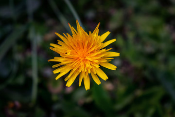 dandelion on green background