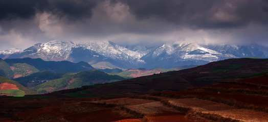 Scenery  of wheat terraces and snow mountain range.