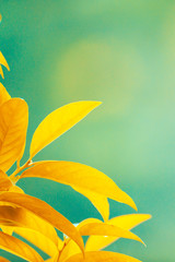 Bright orange leaves on blurred nature background.
