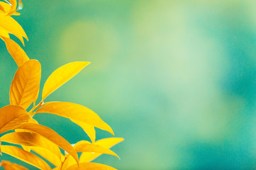 Bright orange leaves on blurred nature background.