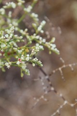 Multiple native species in the Wild Buckwheat genus are observable throughout Joshua Tree National Park of the Southern Mojave Desert, including the entrancing presence of Eriogonum Plumatella, common