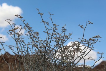 Multiple native species in the Wild Buckwheat genus are observable throughout Joshua Tree National Park of the Southern Mojave Desert, including the entrancing presence of Eriogonum Plumatella, common