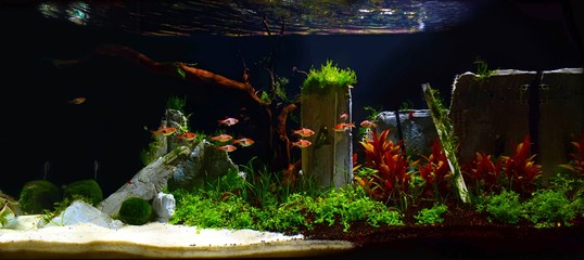 Aquarium mit Keilpfleckbarben 