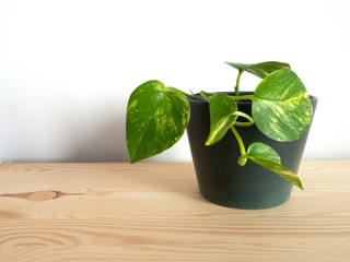 Potted golden pothos plant on top of a wooden cabinet.