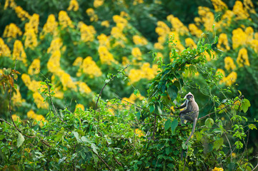 A Phayre’s leaf monkey sits on the canopy of wild tree.