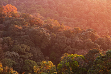Aerial view of canopy of primeval forest.