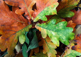 Fallen oak leaves form a pattern of orange and green leaves. Textures and backgrounds.
