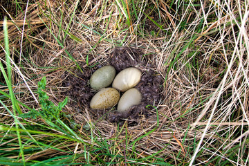 Eider duck nest lined with eider down with four eggs