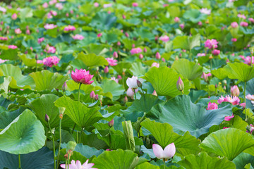 蓮池