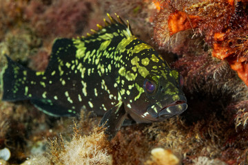 Epinephelus marginatus, the dusky grouper