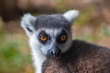 serious lemur