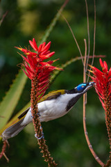 Blue-faced honeyeater feeding