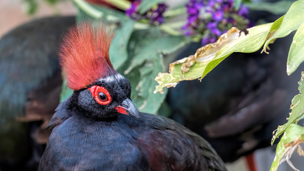 Crested wood partridge close up showing face. eyes. beak. feathers and plumage.