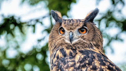 European Eagle Owl portrait showing face, eyes. ears. beak. feathers and plumage.