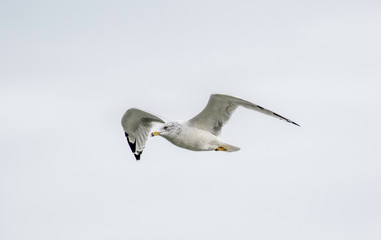 ring billed seagull at lake erie 