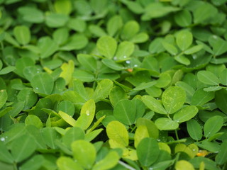 Yellow grass. Green grass background. Arachis pintoi in the garden. Geraldo Pinto, Pinto Peanut...