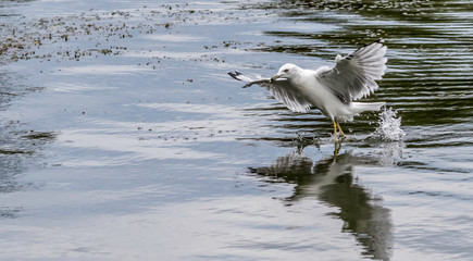 ring billed sea gull landing on lake erie 