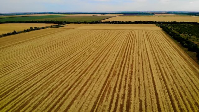 Flying over wheat field with scattered straw after combine. Dry hay harvesting on agricultural land
