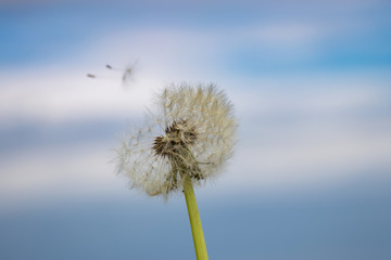 Dandelion flower, letting their parachutes into the sky