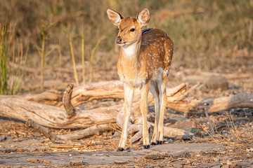 Spotted deer in the forest